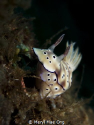 Hypselodoris tryoni by Meryl Mae Ong 